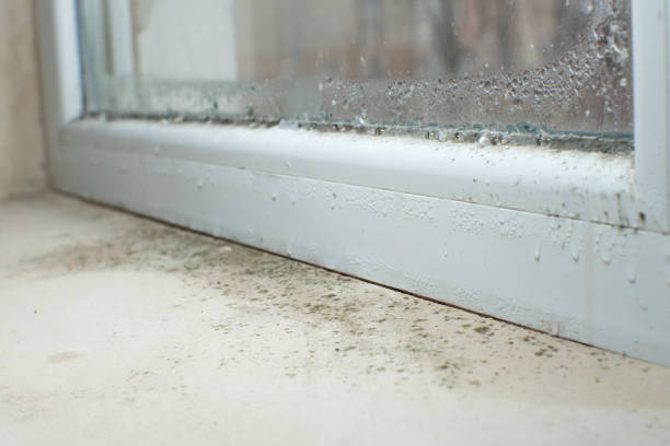 Why You Should Choose Our Mold Remediation Services in Haslet, TX